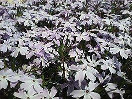 鮮花,花瓣,自然