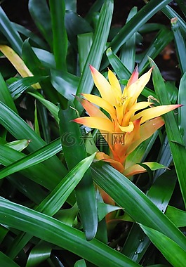花,自然,綠色