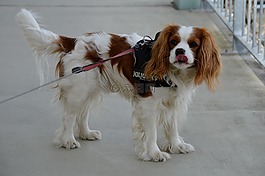 狗,騎士國王查爾斯獵犬,搞笑