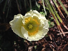 罂粟,花,奶油