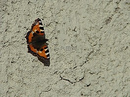 蝴蝶,砌体,这种昆虫