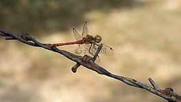蜻蜓,昆蟲,帶刺鐵絲網(wǎng)