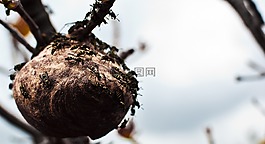 黃蜂,昆蟲,蜜蜂