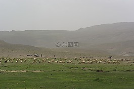 摩洛哥,山,羊