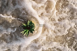 菠萝,甜点,开胃菜