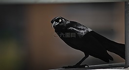 鳥,黑,自然