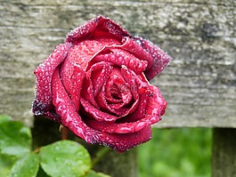 玫瑰,粉紅色,雨