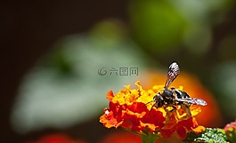 蜜蜂,花,花蜜