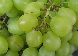 葡萄,綠色,水果