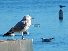 鳥,海鷗,端口