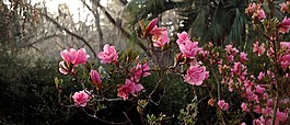 azaeleas,鮮花,粉紅色