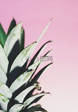 菠萝,甜点,开胃菜