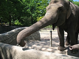象,動(dòng)物園,地點(diǎn)