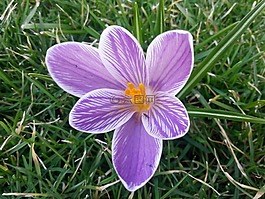 番紅花,春,鮮花