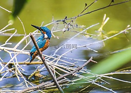 翠鳥,鳥,清潔