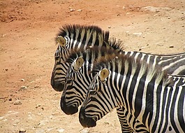 斑馬,野生動(dòng)物園,非洲