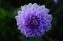 花,紫,性質(zhì)