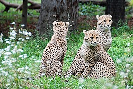 獵豹,幼畜,動物園