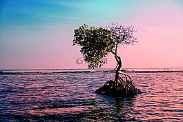 景觀,水,樹