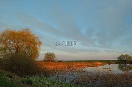 湖,沼澤,蘆葦