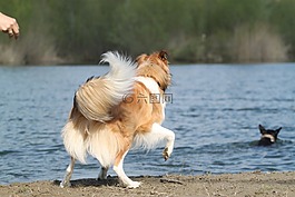 牧羊犬,狗,朋友