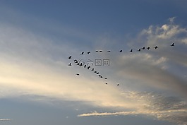 日落,鳥,蒼鷺