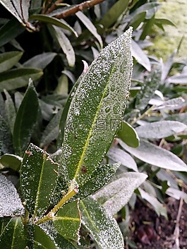 葉,綠色,植物