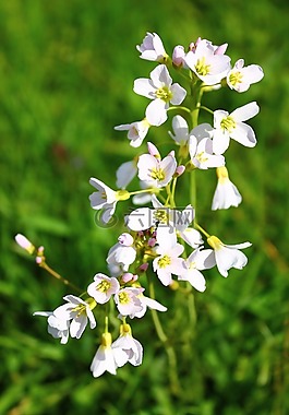 该字段的一朵花,白花,花