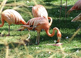 橙色,火烈鳥,動物