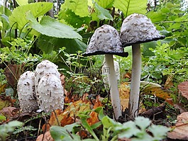 蘑菇,秋季,性質(zhì)