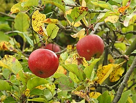 蘋(píng)果,紅蘋(píng)果,秋季