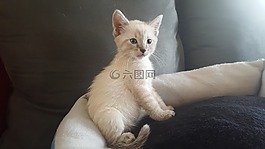 小貓,蓬松,可愛