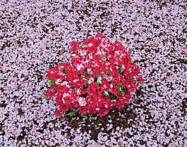 粉紅色,紅色,映山紅