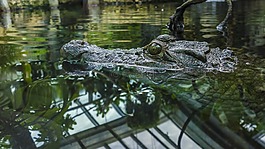 鱷魚,水,揚(yáng)子鱷