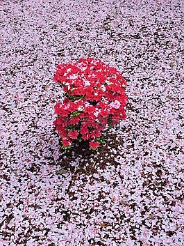 粉紅色,紅色,映山紅