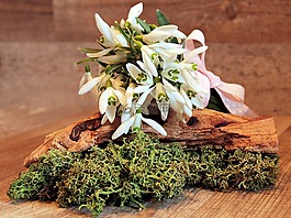 斯諾德羅普,花,frühlingsanfang