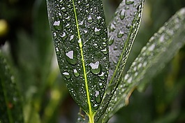 水,雨,下降