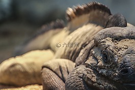 犀牛鬣蜥,爬行動物,蜥蜴