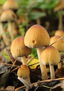 蘑菇,自然,公園