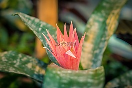 植物,花,開花