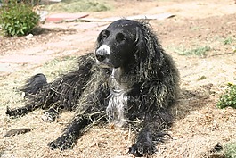 狗,flatcoat,宠物