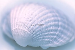 外殼,石灰,殼