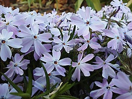 鮮花,花瓣,自然