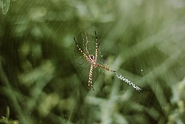 蜘蛛,web,戶外