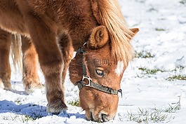 马,小的马,haflinger