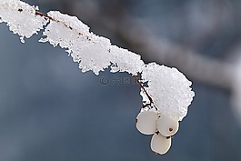 冬天,白色炸彈,冰冷