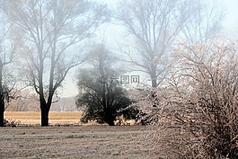霧,景觀,樹木