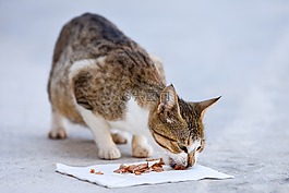 貓,動物,可愛