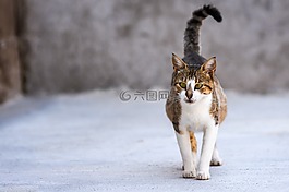 貓,動物,可愛