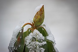 花,自然,美麗